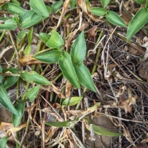 Commelina cyanea at Lord Howe Island Permanent Park - 18 Oct 2023 11:33 AM