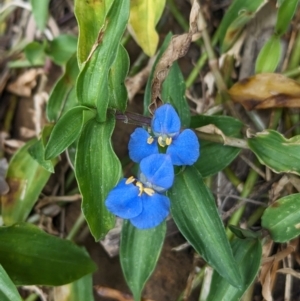 Commelina cyanea at Lord Howe Island Permanent Park - 18 Oct 2023