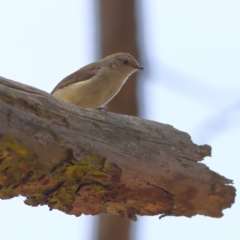 Acanthiza reguloides (Buff-rumped Thornbill) at Dunlop Grasslands - 21 Nov 2023 by MichaelWenke