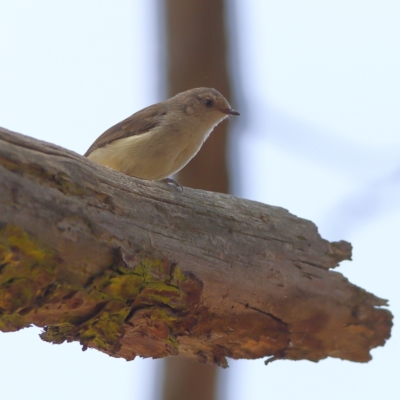 Acanthiza reguloides (Buff-rumped Thornbill) at Dunlop Grasslands - 21 Nov 2023 by MichaelWenke