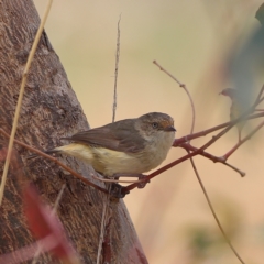 Acanthiza reguloides at Dunlop Grasslands - 21 Nov 2023 01:18 PM