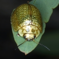 Paropsisterna cloelia at Mount Ainslie - 30 Dec 2022 05:14 PM