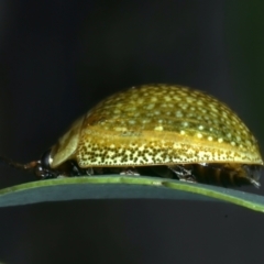 Paropsisterna cloelia at Mount Ainslie - 30 Dec 2022