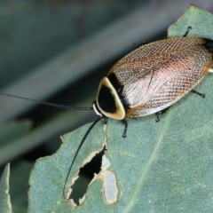 Ellipsidion australe (Austral Ellipsidion cockroach) at Mount Ainslie - 30 Dec 2022 by jb2602