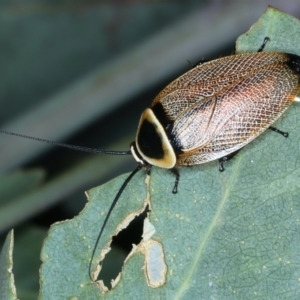 Ellipsidion australe at Mount Ainslie - 30 Dec 2022