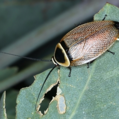 Ellipsidion australe (Austral Ellipsidion cockroach) at Ainslie, ACT - 30 Dec 2022 by jb2602