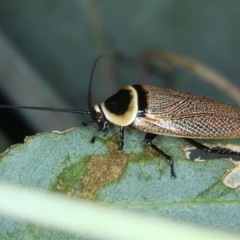 Ellipsidion australe at Mount Ainslie - 30 Dec 2022