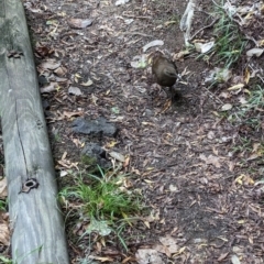 Hypotaenidia sylvestris (Lord Howe Woodhen) at Lord Howe Island, NSW - 18 Oct 2023 by Darcy