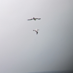 Sula dactylatra (Masked Booby) at Lord Howe Island Permanent Park - 18 Oct 2023 by Darcy