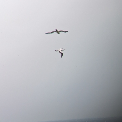 Sula dactylatra (Masked Booby) at Lord Howe Island - 18 Oct 2023 by Darcy