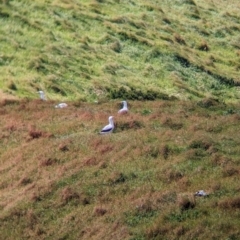 Sula dactylatra at Lord Howe Island Permanent Park - 18 Oct 2023 11:49 AM