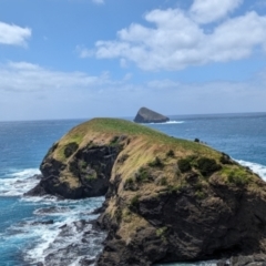 Sula dactylatra at Lord Howe Island Permanent Park - 18 Oct 2023