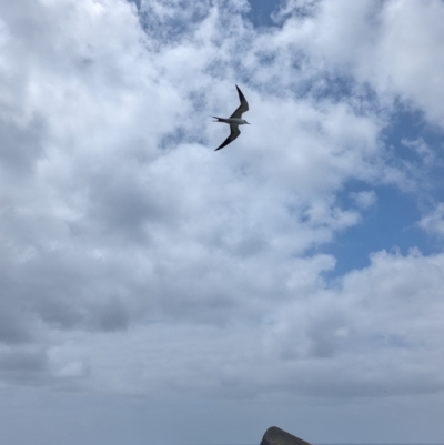 Onychoprion fuscatus (Sooty Tern) at Lord Howe Island, NSW - 18 Oct 2023 by Darcy