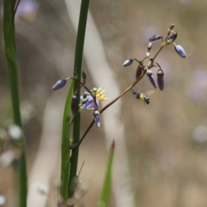 Lasioglossum (Chilalictus) sp. (genus & subgenus) at Lyons, ACT - 22 Nov 2023 12:46 AM