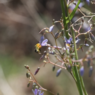 Lasioglossum (Chilalictus) sp. (genus & subgenus) (Halictid bee) at Lyons, ACT - 22 Nov 2023 by ran452