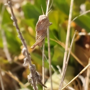 Gastrimargus musicus at Franklin Grassland (FRA_5) - 22 Nov 2023