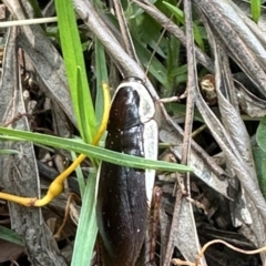 Methana parva (Spined Methana Cockroach) at Kangaroo Valley, NSW - 22 Nov 2023 by lbradleyKV