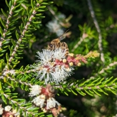 Apis mellifera at Lord Howe Island Permanent Park - 16 Oct 2023 by Darcy