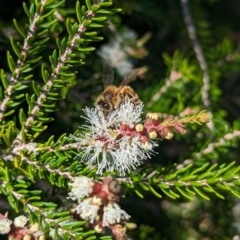 Apis mellifera at Lord Howe Island Permanent Park - 16 Oct 2023 11:45 AM