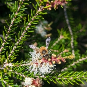 Apis mellifera at Lord Howe Island Permanent Park - 16 Oct 2023 11:45 AM