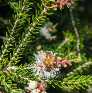 Apis mellifera at Lord Howe Island Permanent Park - 16 Oct 2023 11:45 AM