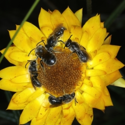 Lasioglossum (Chilalictus) lanarium (Halictid bee) at Ainslie, ACT - 30 Dec 2022 by jb2602