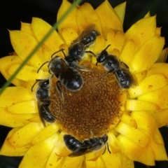 Lasioglossum (Chilalictus) lanarium at Mount Ainslie - 30 Dec 2022