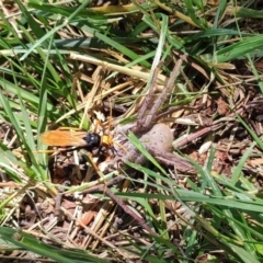 Cryptocheilus bicolor (Orange Spider Wasp) at Lake Ginninderra - 22 Nov 2023 by Nepenthe