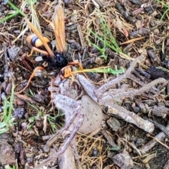 Cryptocheilus bicolor at Lake Ginninderra - 22 Nov 2023