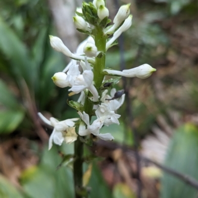 Calanthe triplicata (Christmas Orchid) at Lord Howe Island - 18 Oct 2023 by Darcy