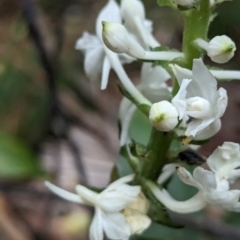 Calanthe triplicata at Lord Howe Island Permanent Park - 18 Oct 2023