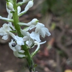 Calanthe triplicata at Lord Howe Island Permanent Park - suppressed