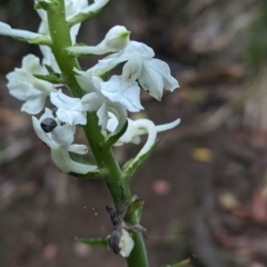 Calanthe triplicata at Lord Howe Island Permanent Park - 18 Oct 2023