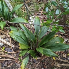 Calanthe triplicata at Lord Howe Island Permanent Park - 18 Oct 2023