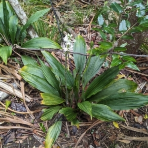 Calanthe triplicata at Lord Howe Island Permanent Park - 18 Oct 2023