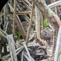 Hypotaenidia sylvestris (Lord Howe Woodhen) at Lord Howe Island, NSW - 18 Oct 2023 by Darcy