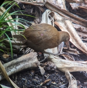 Hypotaenidia sylvestris at Lord Howe Island - 18 Oct 2023