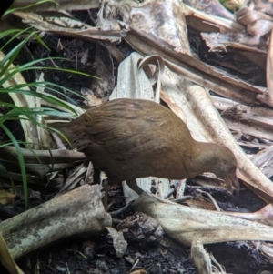 Hypotaenidia sylvestris at Lord Howe Island - 18 Oct 2023