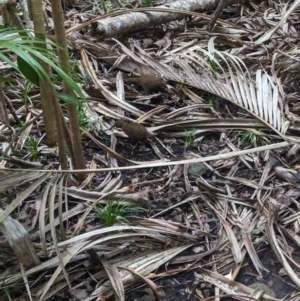 Hypotaenidia sylvestris at Lord Howe Island - 18 Oct 2023