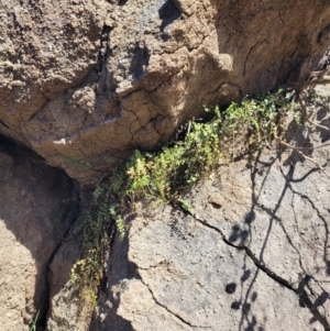 Asplenium flabellifolium at Cooleman Ridge - 22 Nov 2023