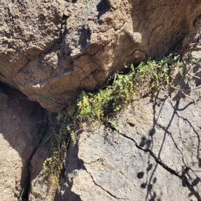 Asplenium flabellifolium (Necklace Fern) at Tuggeranong, ACT - 21 Nov 2023 by psheils