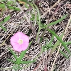 Convolvulus angustissimus subsp. angustissimus (Australian Bindweed) at Tuggeranong, ACT - 21 Nov 2023 by psheils