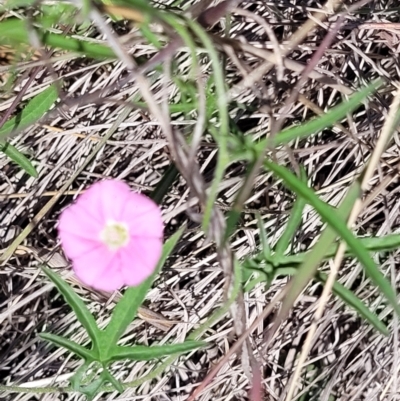 Convolvulus angustissimus subsp. angustissimus (Australian Bindweed) at Cooleman Ridge - 22 Nov 2023 by psheils
