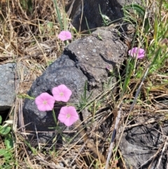 Convolvulus angustissimus subsp. angustissimus (Australian Bindweed) at Tuggeranong, ACT - 22 Nov 2023 by psheils