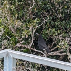 Strepera graculina crissalis (Lord Howe Pied Currawong) at Lord Howe Island Permanent Park - 18 Oct 2023 by Darcy