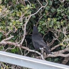 Strepera graculina crissalis at Lord Howe Island Permanent Park - 18 Oct 2023