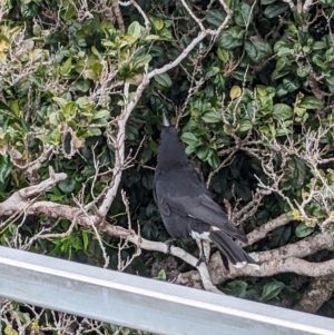 Strepera graculina crissalis at Lord Howe Island Permanent Park - 18 Oct 2023 01:54 PM