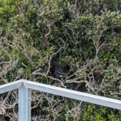 Strepera graculina crissalis at Lord Howe Island Permanent Park - 18 Oct 2023