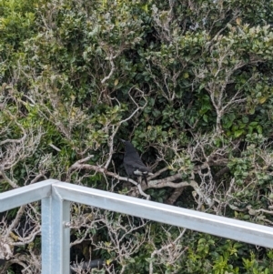 Strepera graculina crissalis at Lord Howe Island Permanent Park - 18 Oct 2023 01:54 PM