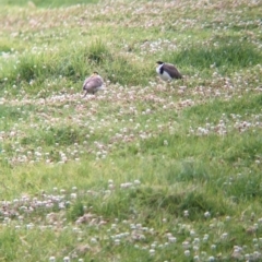 Vanellus miles (Masked Lapwing) at Lord Howe Island, NSW - 18 Oct 2023 by Darcy